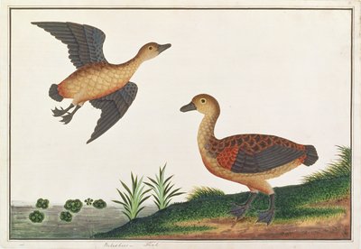 Zwergbaumente, aus Zeichnungen von Vögeln aus Malakka, ca. 1805-18 von Chinese School